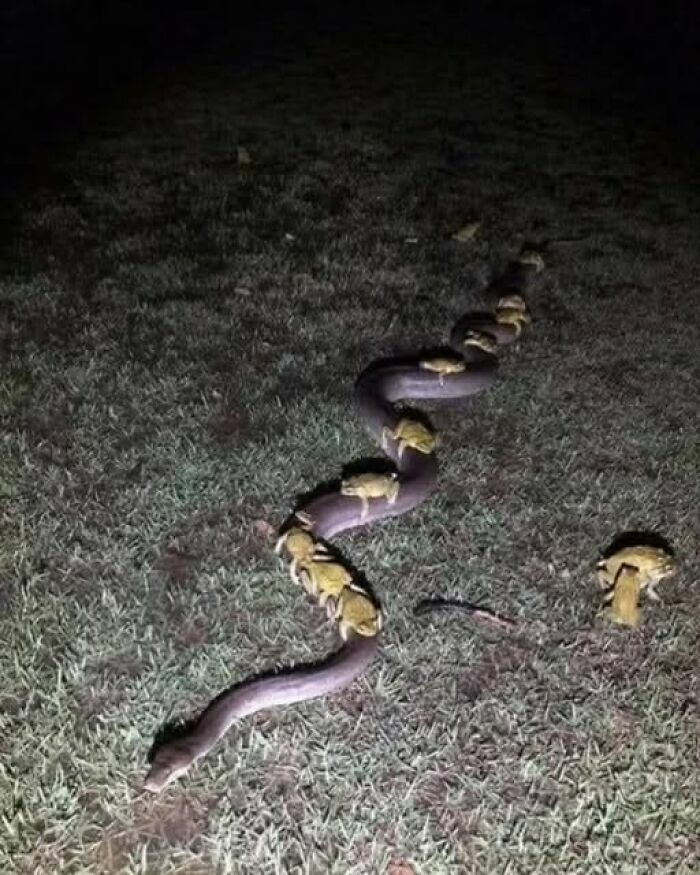 Imágenes divertidas de varios sapos montados sobre la espalda de una gran serpiente en el césped