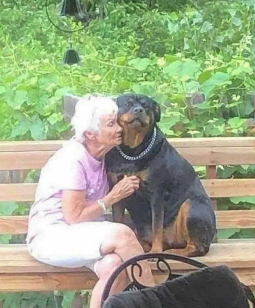 Anciana abrazando a un perro gran rottweiler en una divertida imagen sin contexto.