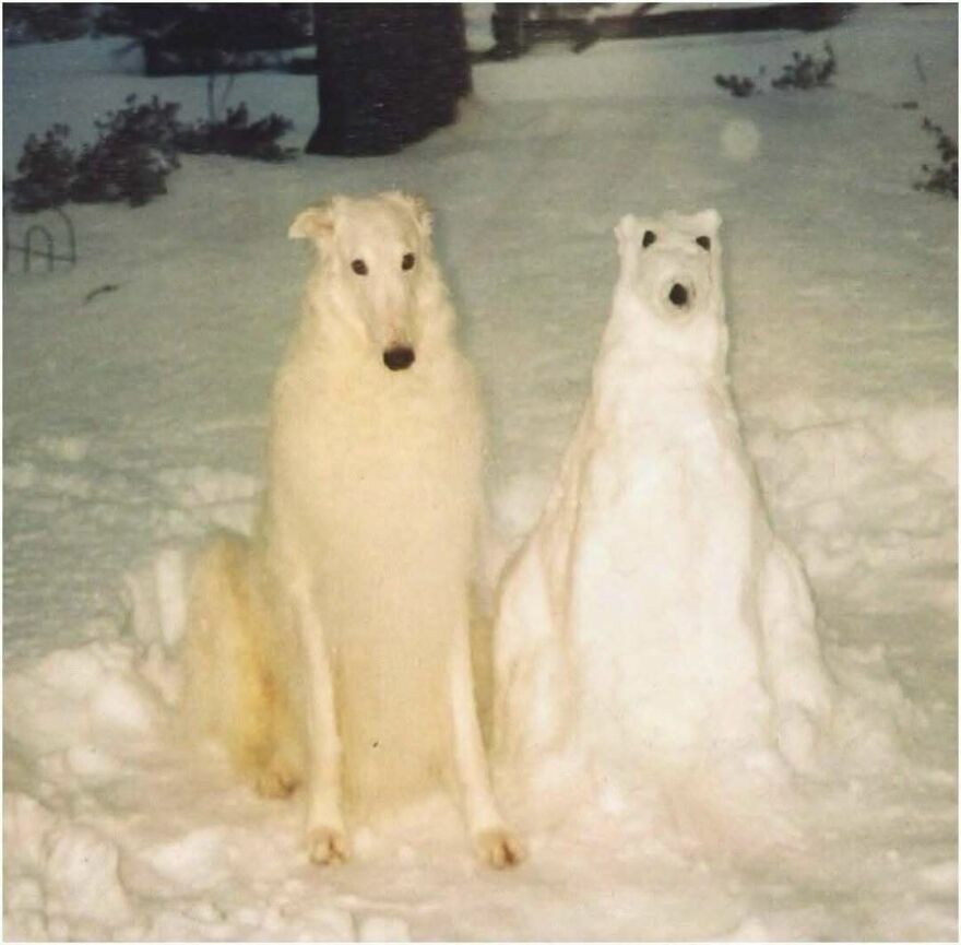 Un perro blanco sentado junto a una escultura de nieve similar, parte de imágenes tan confusas como divertidas.