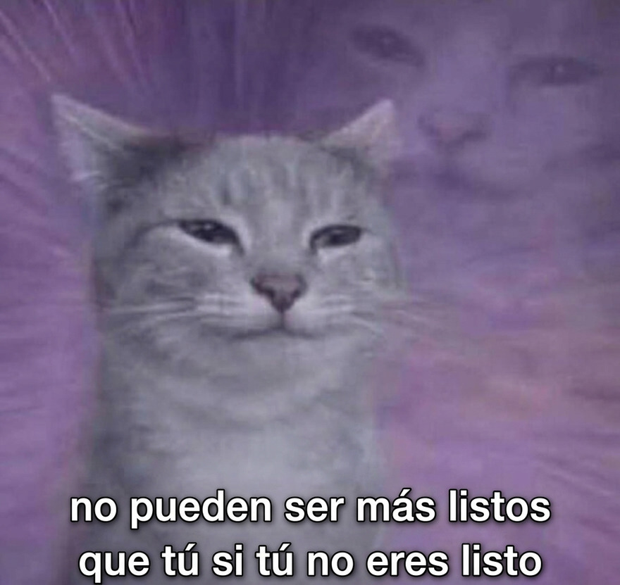 Un gato con mirada astuta en una de estas imágenes confusas y divertidas.
