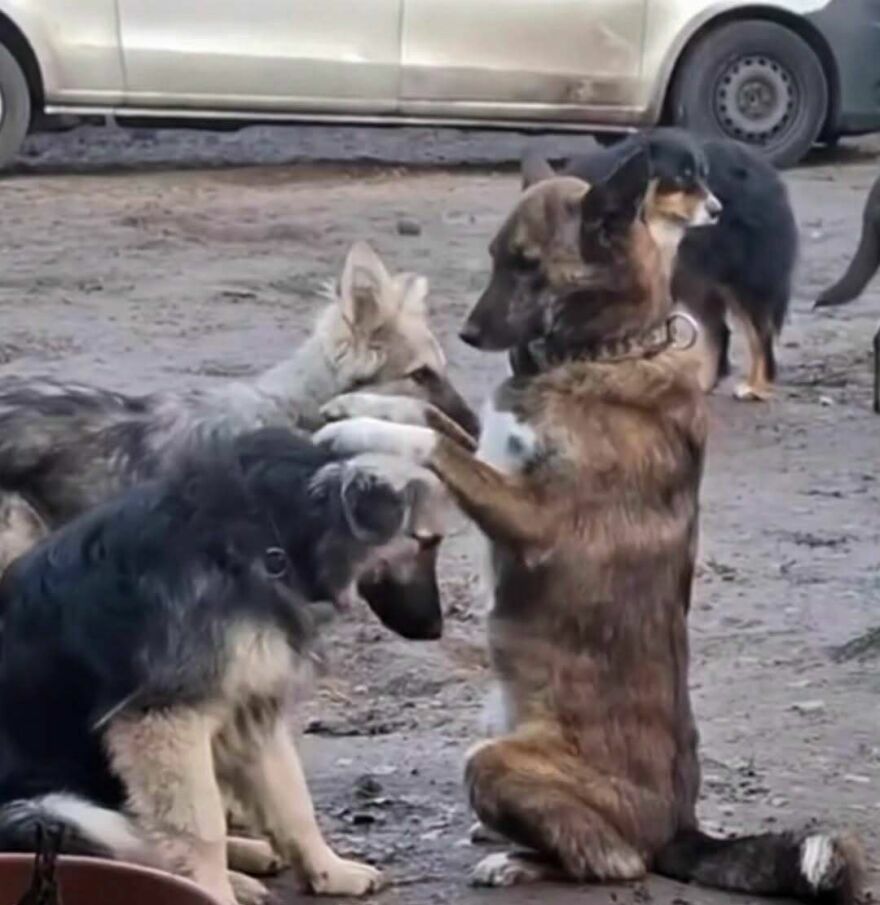 Perro dando la bendición a otro perro, una de las imágenes confusas y divertidas.