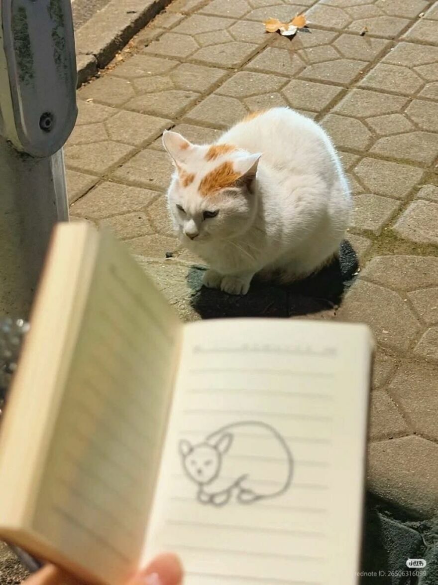 Un gato observando un dibujo de sí mismo en una libreta, entre imágenes tan confusas como divertidas.