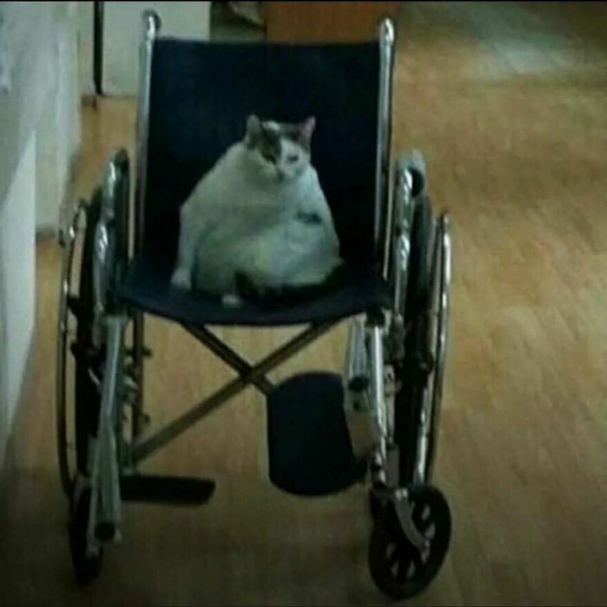 Gato sentado en una silla de ruedas en un pasillo, ejemplo de imágenes confusas y divertidas para reír.