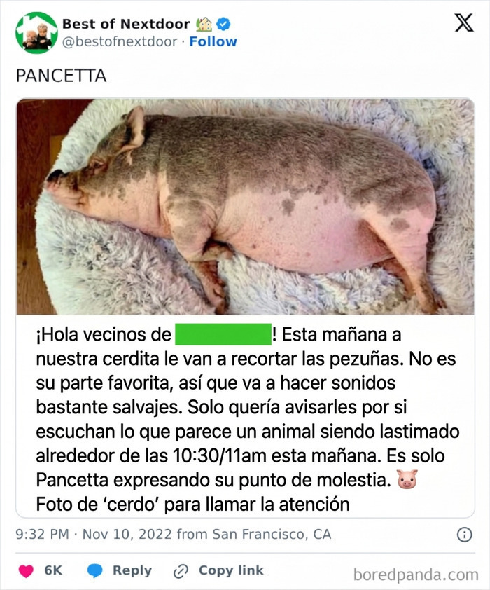 Vecino avisa sobre sonidos de cerdita Pancetta durante el recorte de pezuñas en anécdota divertida
