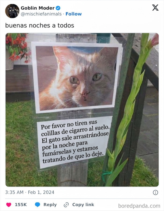 Cartel sobre gato fumador de colillas en anécdotas divertidas de vecinos