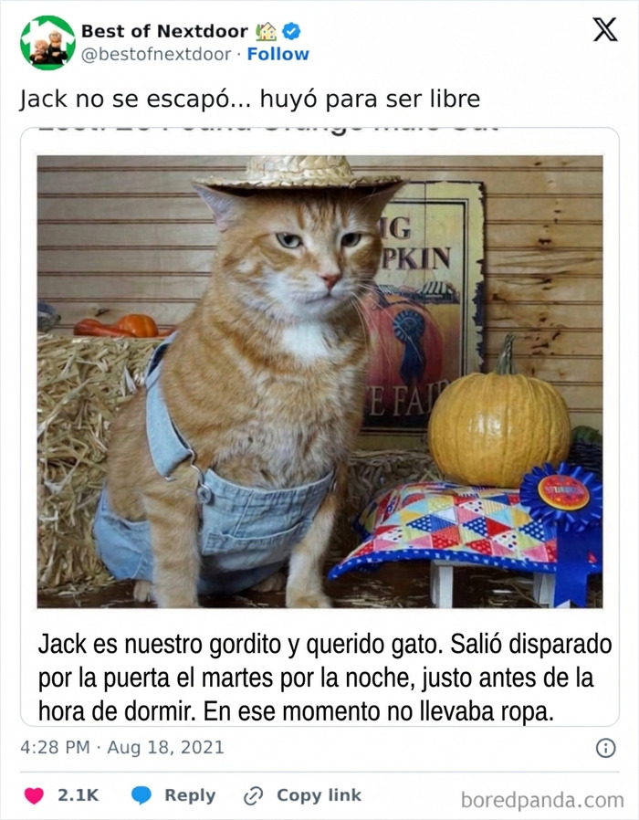 Gato de vecino con sombrero y overol escapa para ser libre