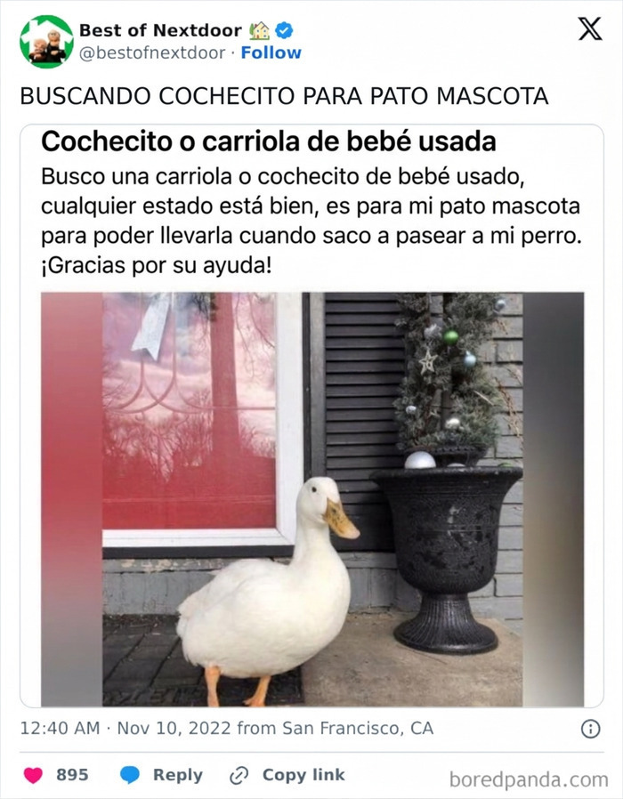 Vecino busca cochecito para pato mascota para pasear perro