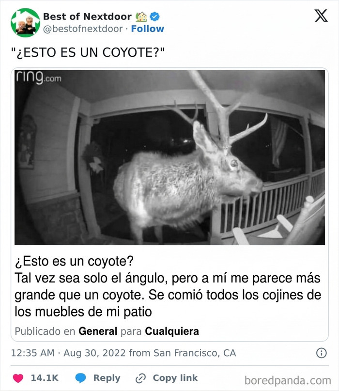 Animal grande confundido con coyote daña muebles de patio