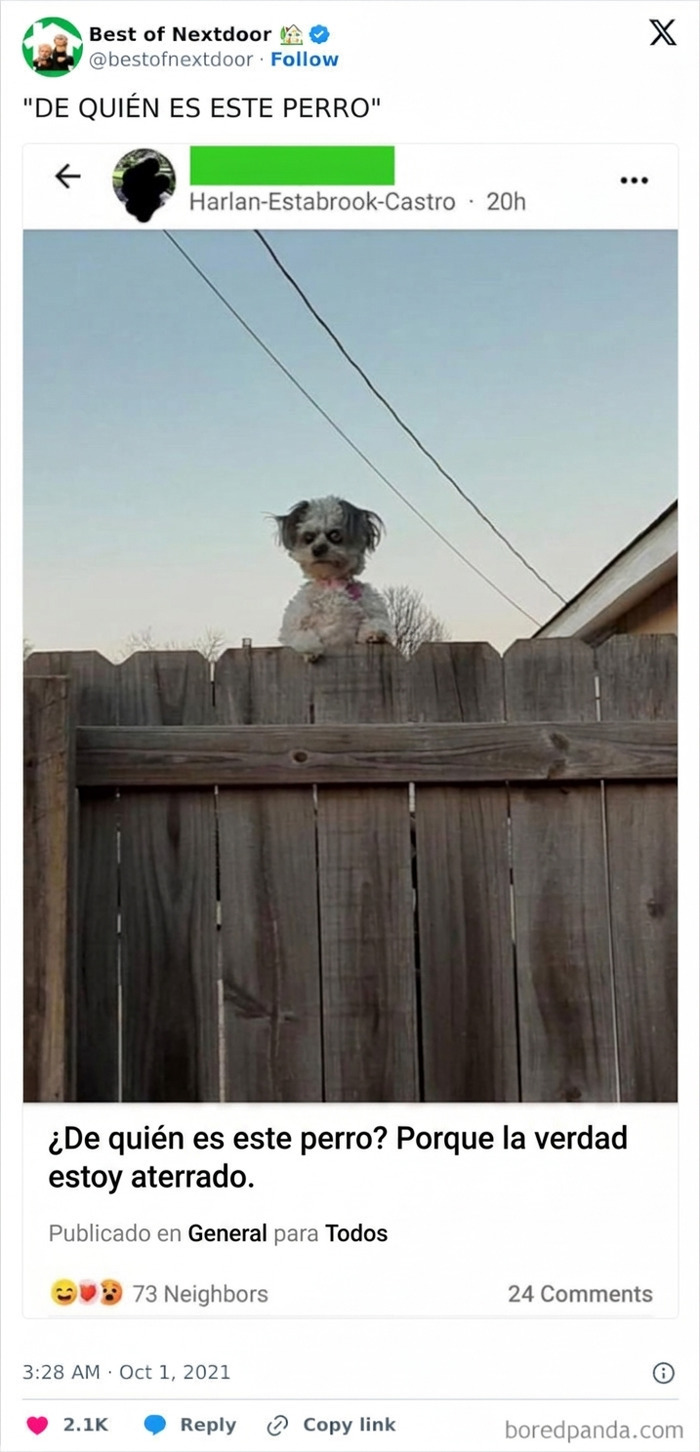 Perro curioso asomado sobre cerca en anécdotas divertidas entre vecinos