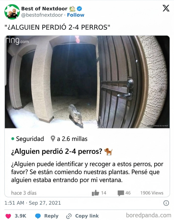 Cámara de seguridad captando perro en puerta, anécdota divertida vecinos