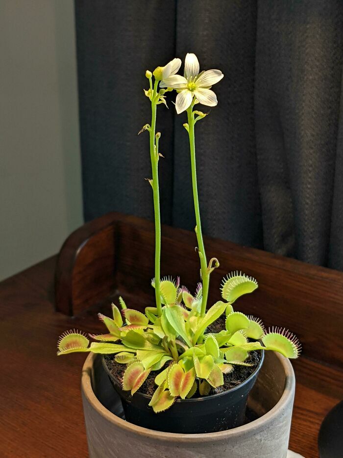 Planta carnívora Venus atrapamoscas en maceta negra con flores blancas