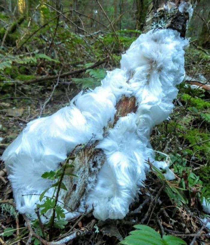 Hongo de hielo pelo de ángel creciendo sobre un tronco en bosque