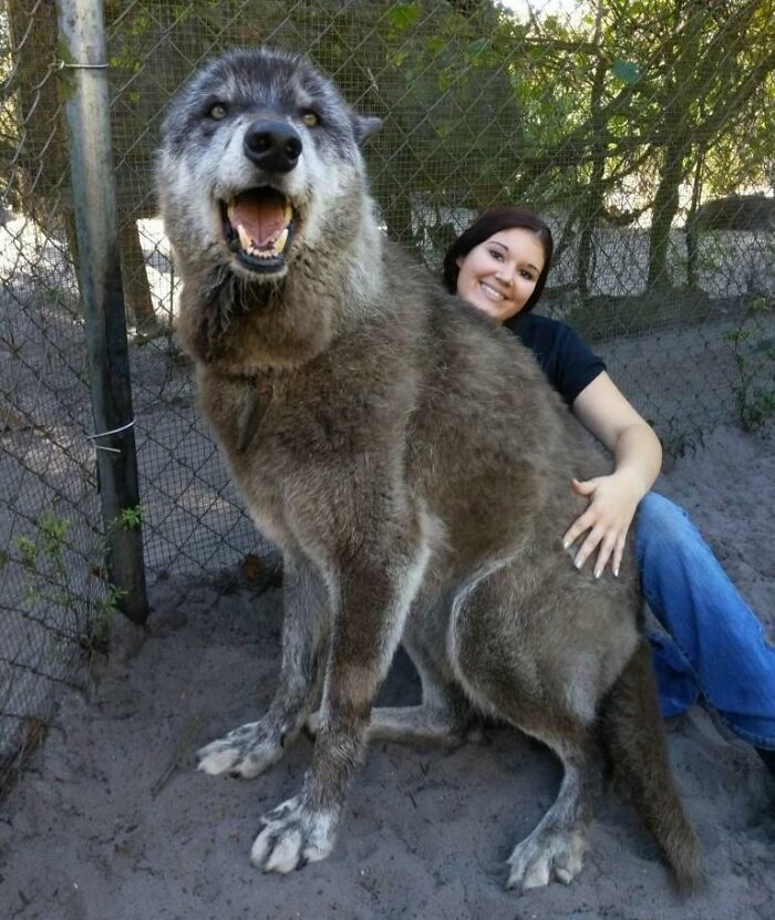 Mujer con enorme lobo gris en un recinto al aire libre