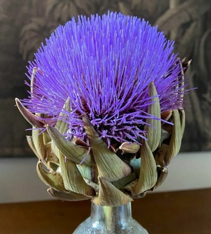 Flor de alcachofa con pétalos púrpuras en primer plano