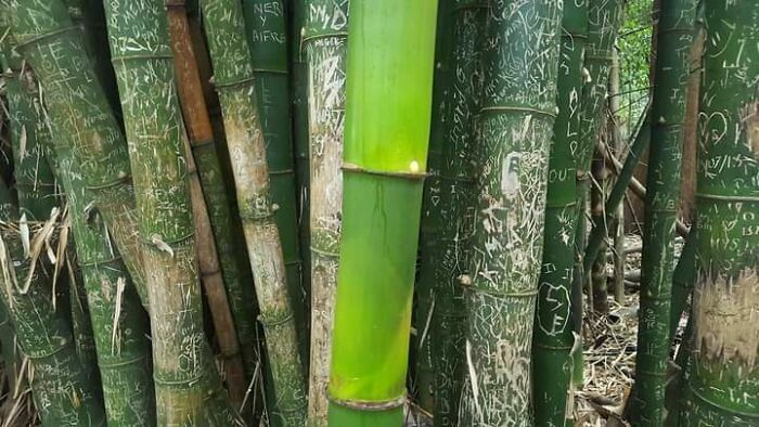 Troncos de bambú con marcas grabadas en la superficie verde