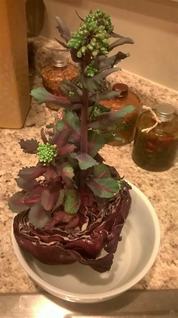 Planta creciendo en repollo morado en cocina con frascos de fondo