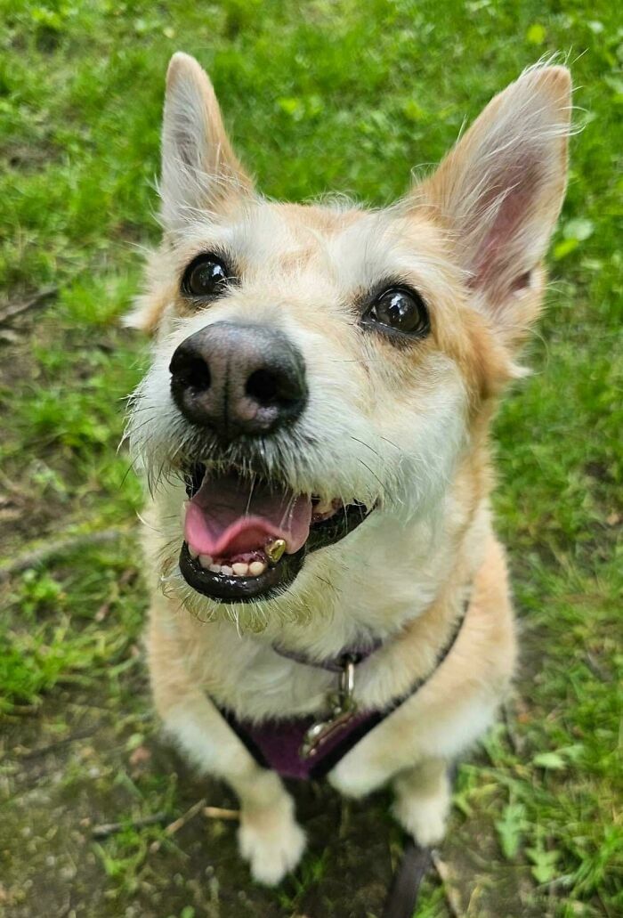 Perro pequeño sonriente de pelaje blanco y marrón claro en césped verde