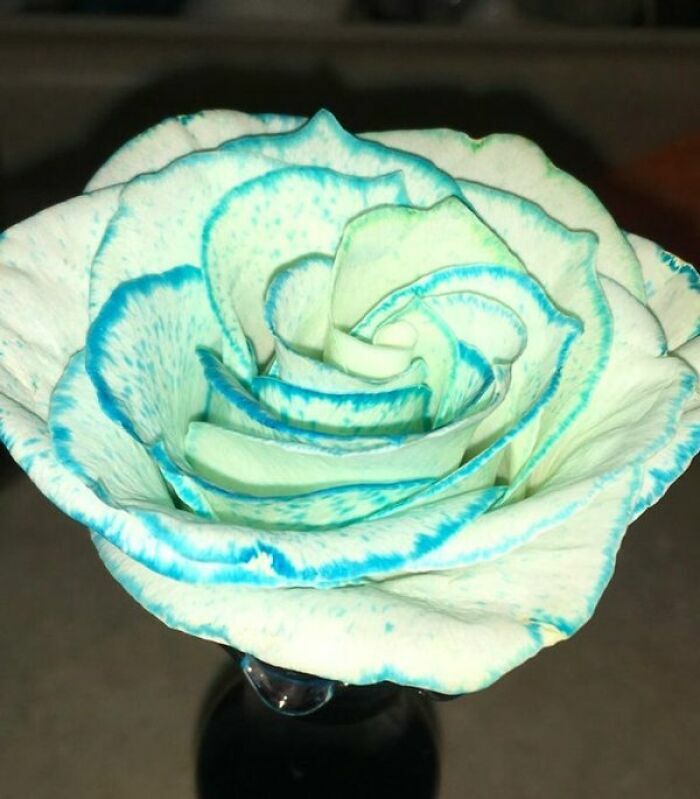 Rosa blanca teñida con bordes azules en primer plano