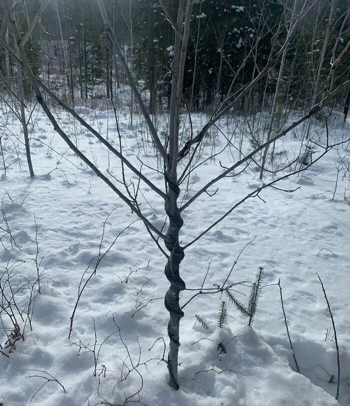 Tronco de árbol con forma torcida en bosque nevado