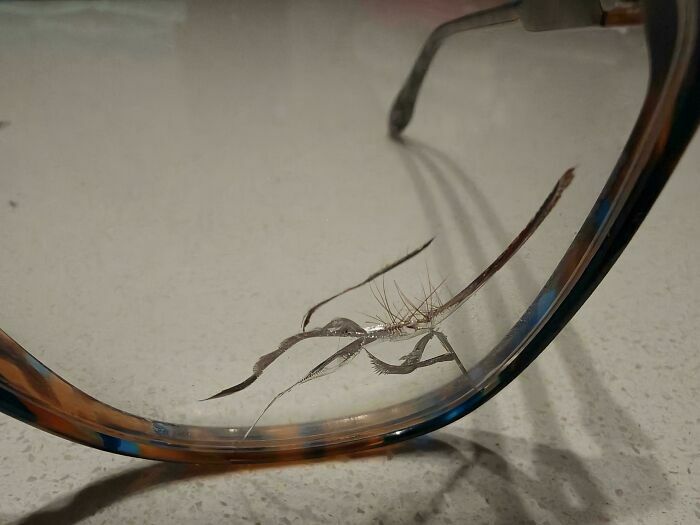 Gafas con una pequeña rama o insecto atrapado en la montura