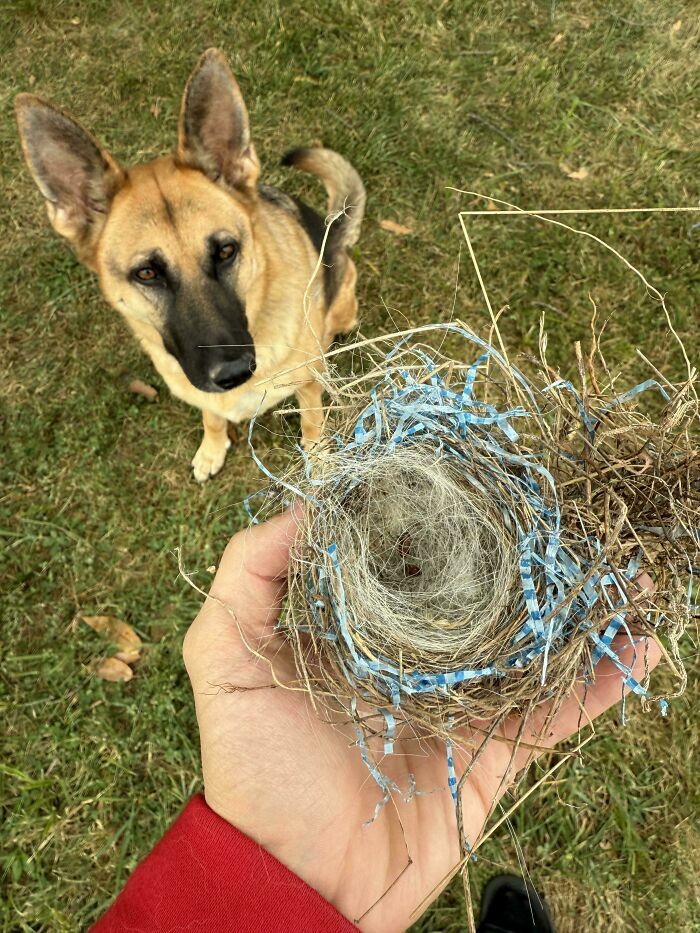 Nido de pájaro con material extraño y perro observando para ¿Qué pasaría si