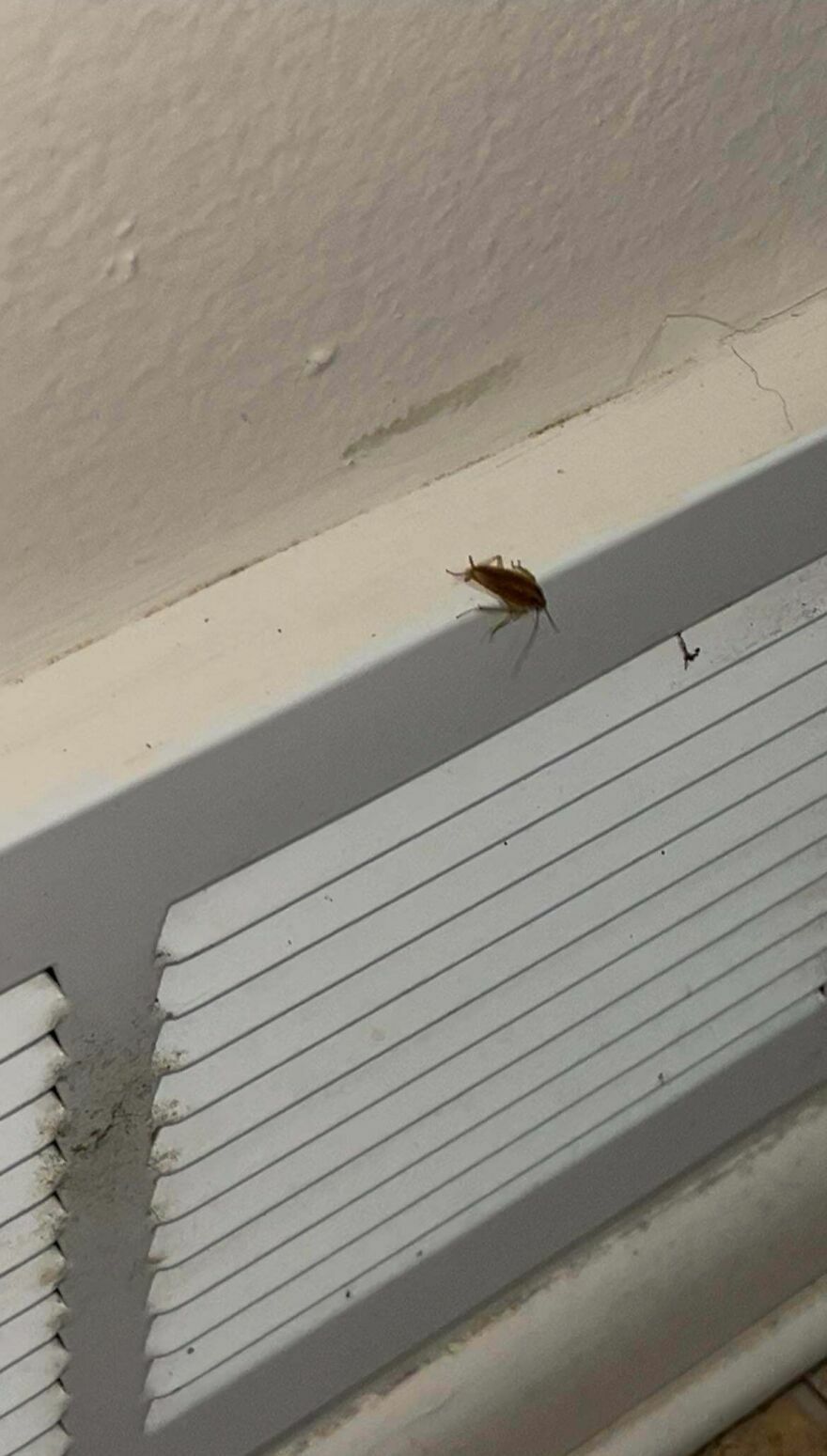 Cucarachas en nuestro Airbnb