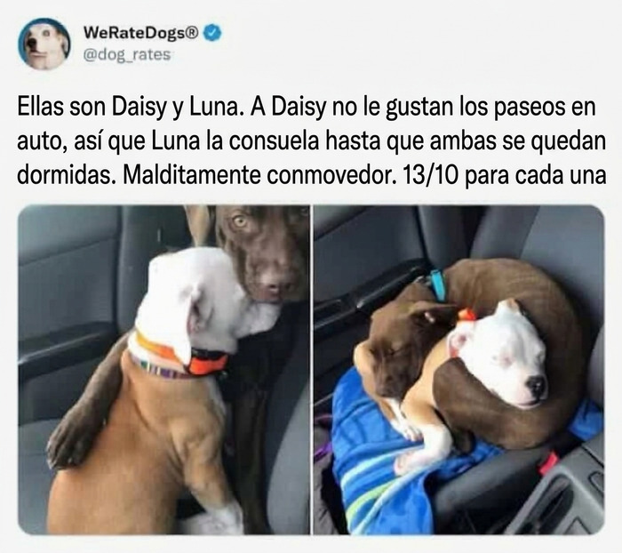 Imagen reconfortante de perros Daisy y Luna consolándose durante un paseo