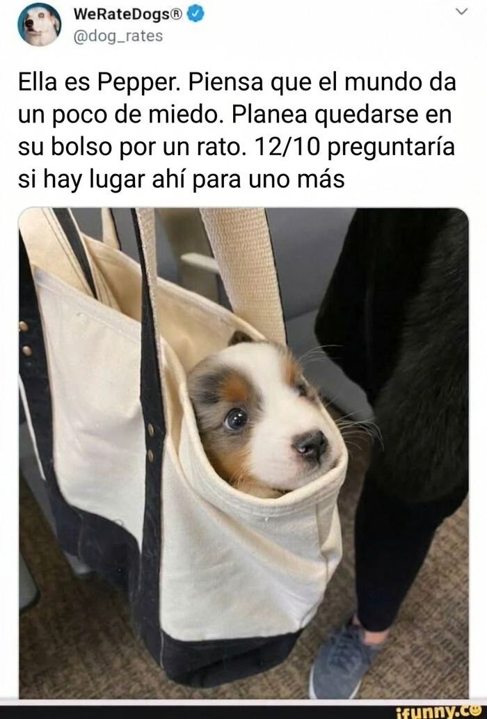 Perro pequeño llamado Pepper en bolso, imagen reconfortante