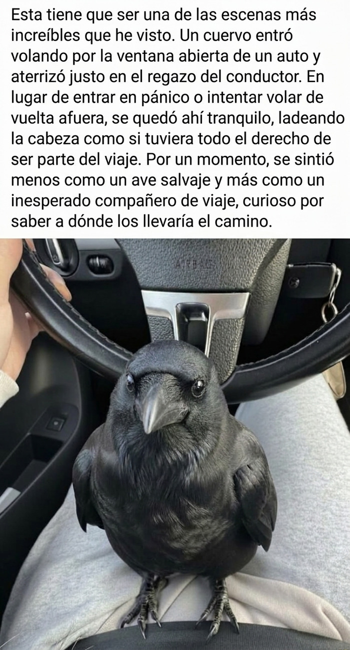 Cuervo en el regazo del conductor en auto como compañero de viaje reconfortante
