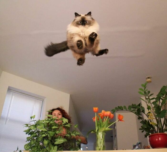 Gato persa saltando en interior con mujer y plantas fotos tiernas animales