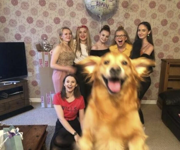 Perro feliz en primer plano con grupo de mujeres sonrientes en interior fotos tiernas animales