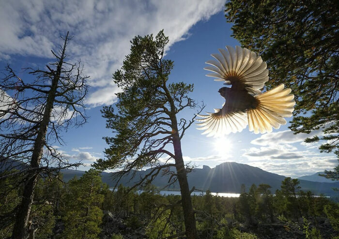 Ave blanca volando sobre bosque y montaña con sol fotos tiernas animales