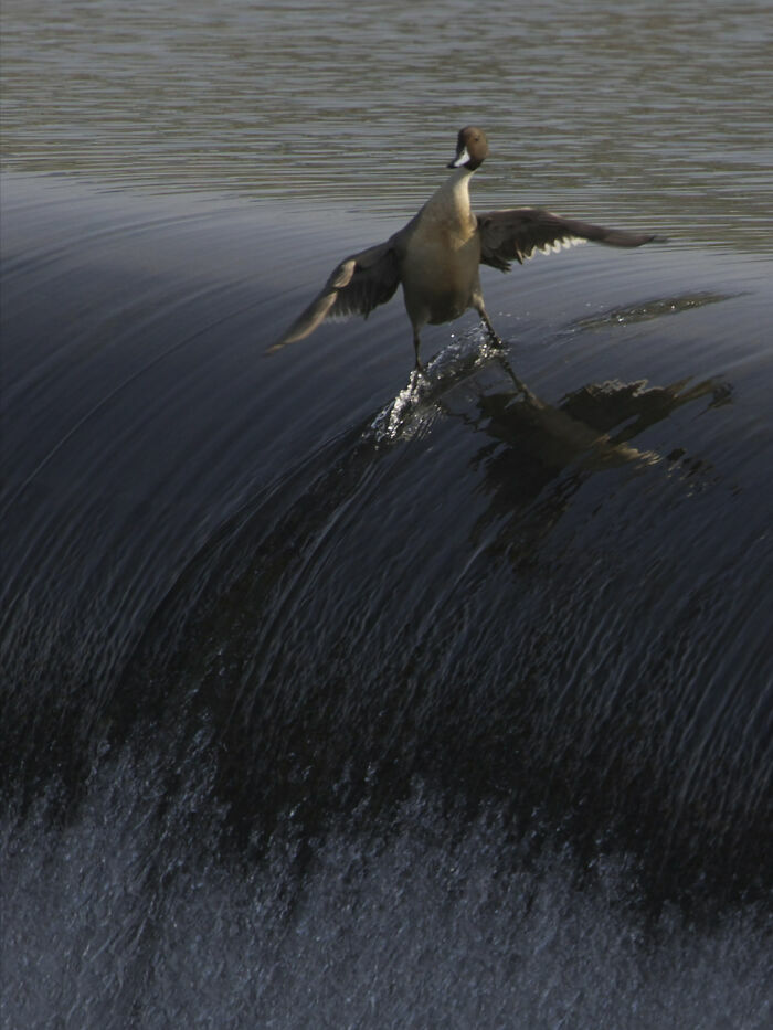 Pato caminando sobre agua en cascada, fotos tiernas de animales