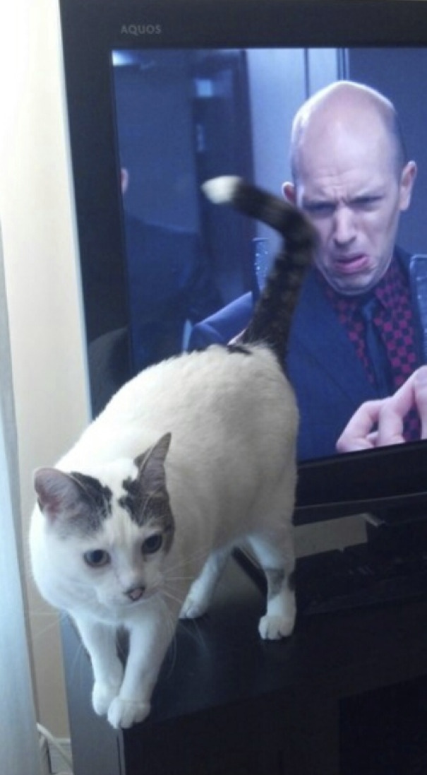 Gato caminando frente a televisor con expresión graciosa en pantalla, fotos divertidas de animales
