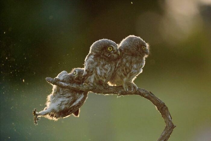 Búhos tiernos en rama con una postura divertida al atardecer