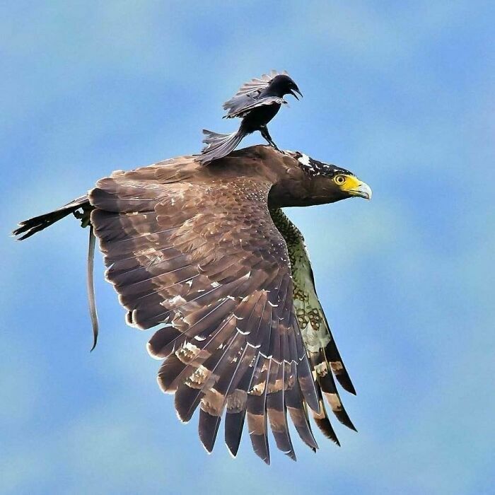 Pájaro pequeño posado sobre águila en vuelo en imagen divertida