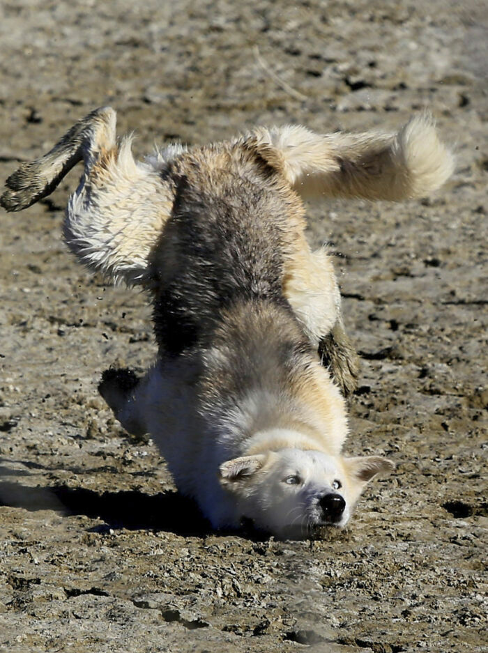 Perro jugando y rodando en tierra en momento divertido y tierno