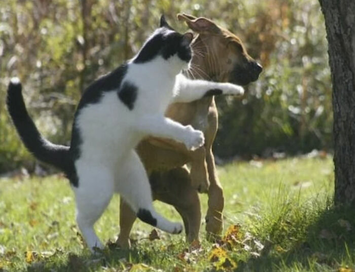 Gato blanco y negro tocando con pata a perro marrón en parque
