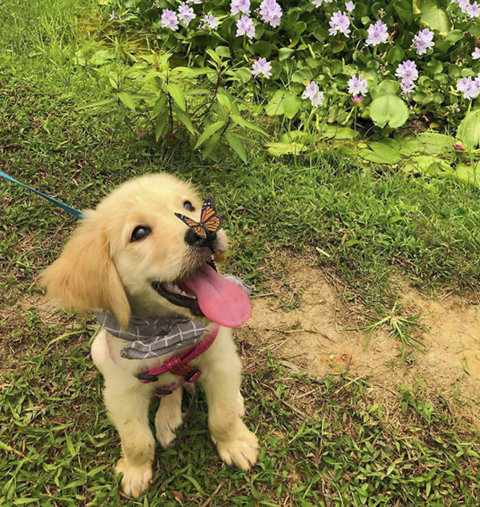 Un adorable cachorro alegre con una mariposa en la nariz entre fotos tiernas y divertidas de animales.