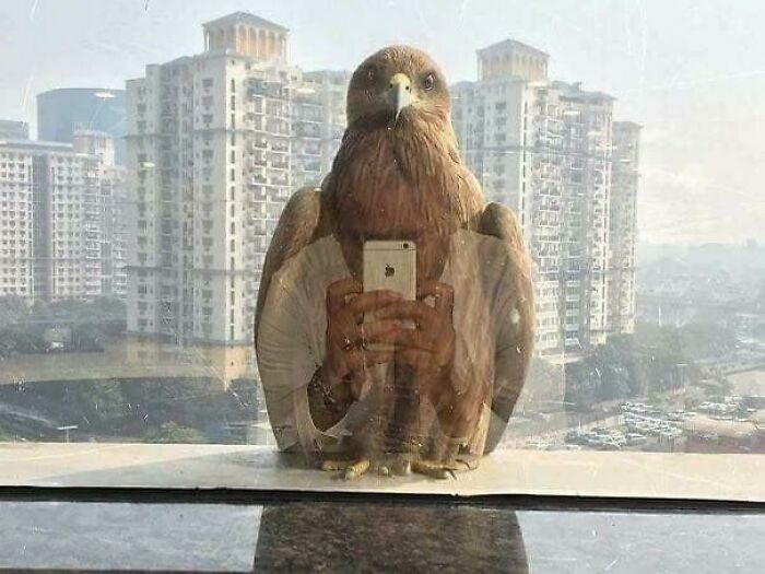 Reflejo de águila en ventana con persona tomando selfie, fotos divertidas de animales