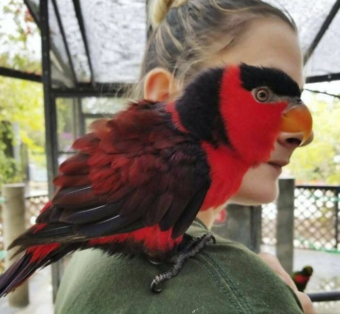 Fotos tiernas y divertidas de animales mostrando un loro rojo y negro posado en el hombro de una persona.