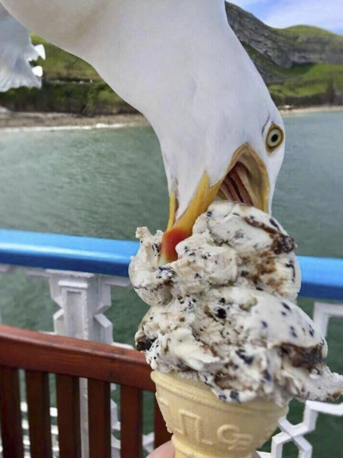 Una gaviota robando un cono de helado, parte de estas fotos tiernas y divertidas de animales.