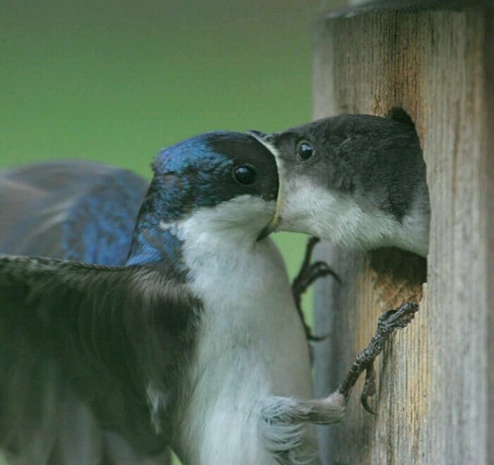 Dos pájaros dándose un beso cerca de un nido en esta colección de fotos tiernas y divertidas de animales.