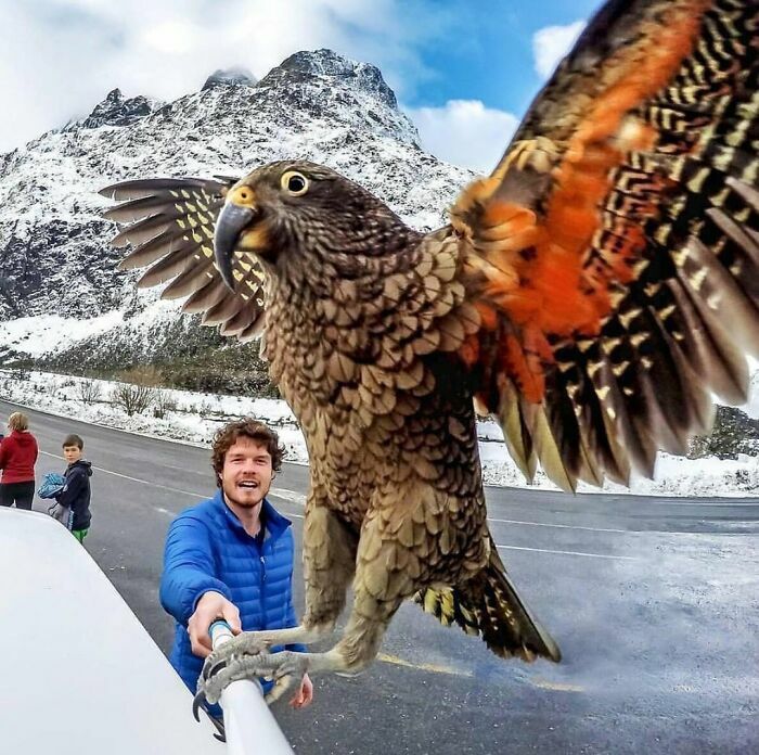 Ave colorida posando para selfie con personas y montaña nevada fondo animales tiernos