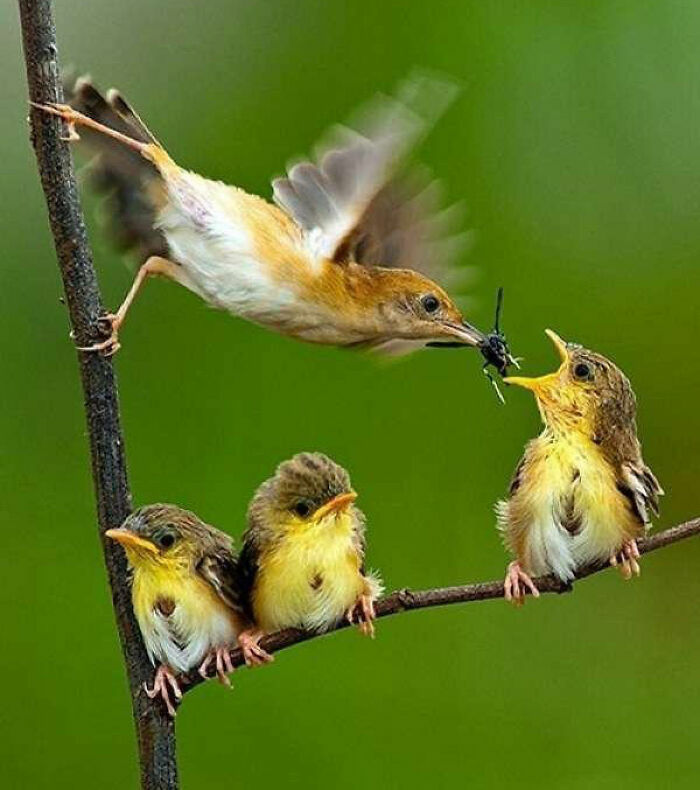 Pájaro alimentando a sus crías en rama, fotos tiernas y divertidas de animales