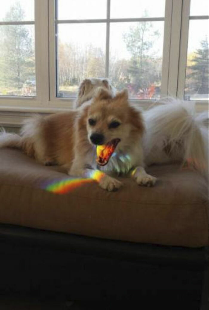 Perro con reflejo de arcoíris jugando dentro de casa en foto tierna de animales