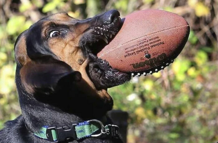 Perro negro con pelota de futbol americano en foto divertida de animales