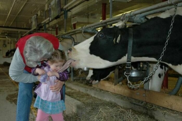 Vaca lamiendo a niña con abuela en escena tierna de animales