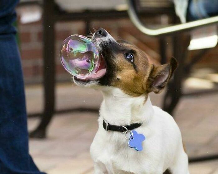 Perro pequeño jugando con burbuja en foto tierna de animales