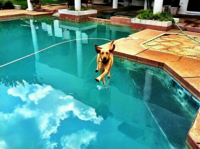 Perro caminando en piscina con reflejo de cielo azul imágenes tiernas de animales